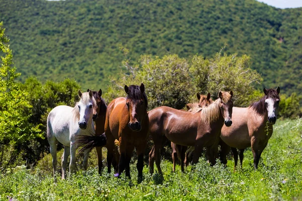 Стадо лошадей, которые едят зелень на горном склоне — стоковое фото