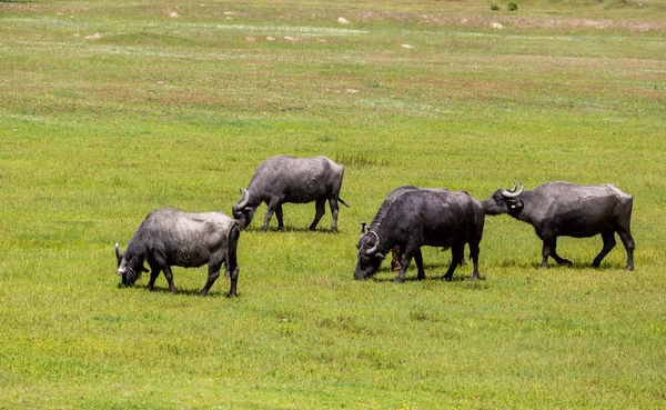 Buffalo grazing next to the river Strymon spring in Northern Gre — Stock Photo, Image