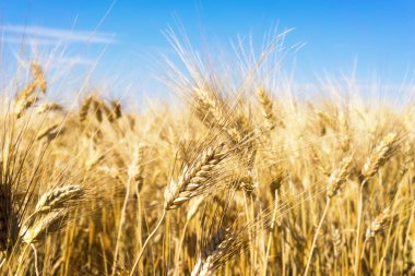 Altın buğday tarlası ve mavi gökyüzü