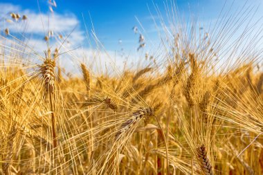 Altın buğday tarlası ve mavi gökyüzü