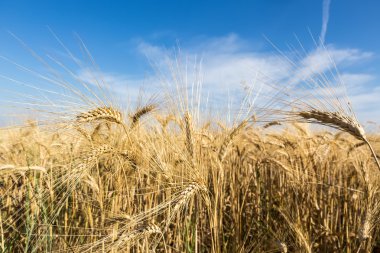 Altın buğday tarlası ve mavi gökyüzü