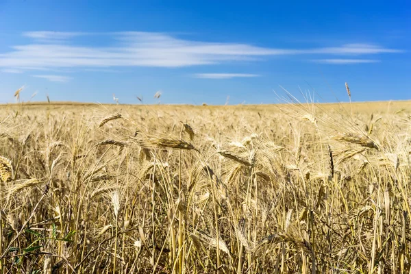Золотое пшеничное поле и голубое небо — стоковое фото
