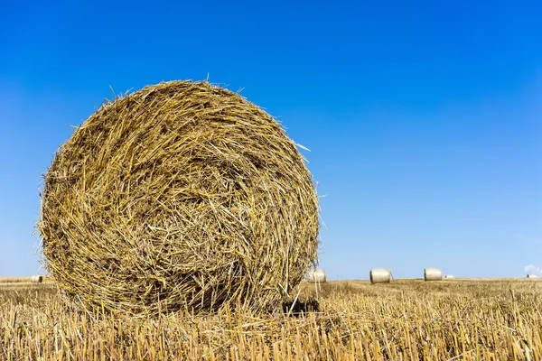 Agricultural field on which stacked straw haystacks after the wh — Stock Photo, Image