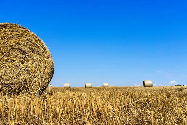 Agricultural field on which stacked straw haystacks after the wh — Stock Photo, Image