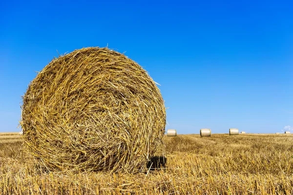 Agricultural field on which stacked straw haystacks after the wh — Stock Photo, Image