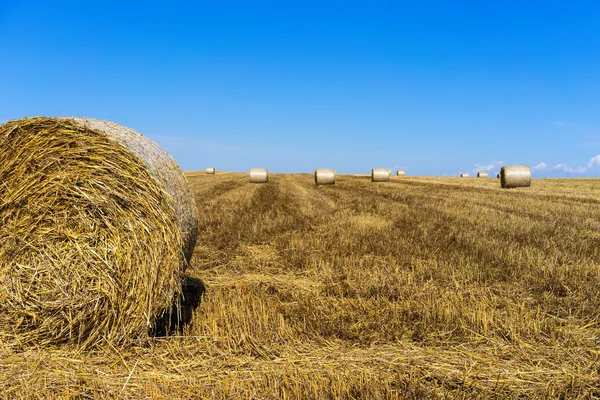 Agricultural field on which stacked straw haystacks after the wh — Stock Photo, Image