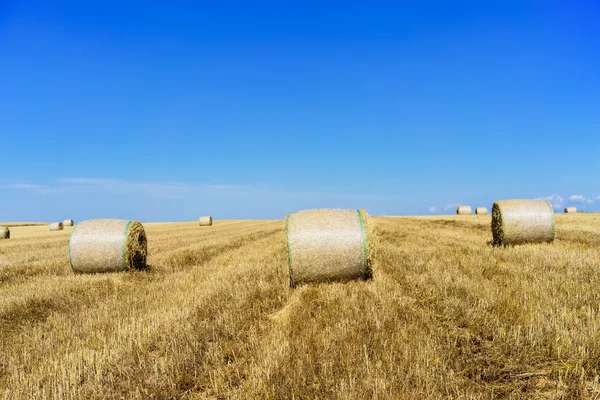 Agricultural field on which stacked straw haystacks after the wh — Stock Photo, Image