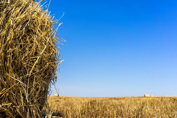 Agricultural field on which stacked straw haystacks after the wh — Stock Photo, Image