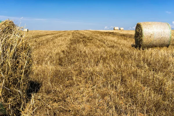 Agricultural field on which stacked straw haystacks after the wh — Stock Photo, Image