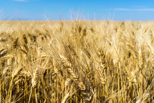 Gouden tarweveld en blauwe lucht — Stockfoto