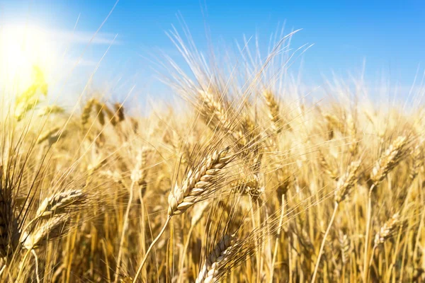 Gold wheat field and blue sky — Stock Photo, Image