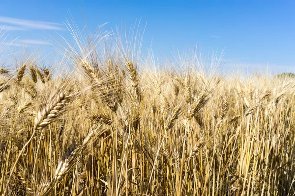 Campo de trigo dourado e céu azul — Fotografia de Stock