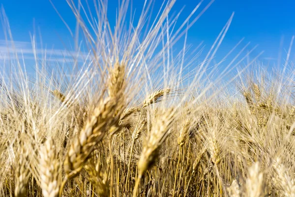Campo de trigo dourado e céu azul — Fotografia de Stock