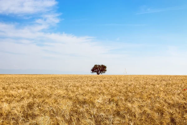 Champ de blé et arbre — Photo