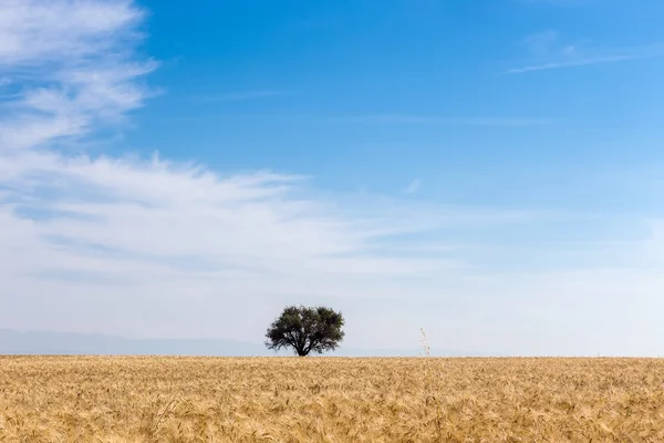 Campo de trigo y árbol — Foto de Stock