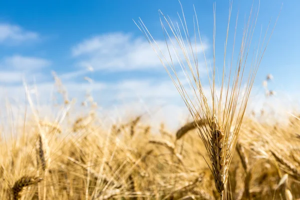 Gouden tarweveld en blauwe lucht — Stockfoto