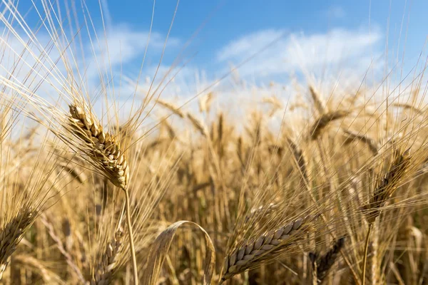 Gouden tarweveld en blauwe lucht — Stockfoto