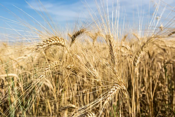 Campo de trigo dourado e céu azul — Fotografia de Stock