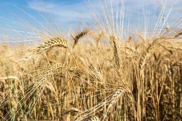 Gouden tarweveld en blauwe lucht — Stockfoto