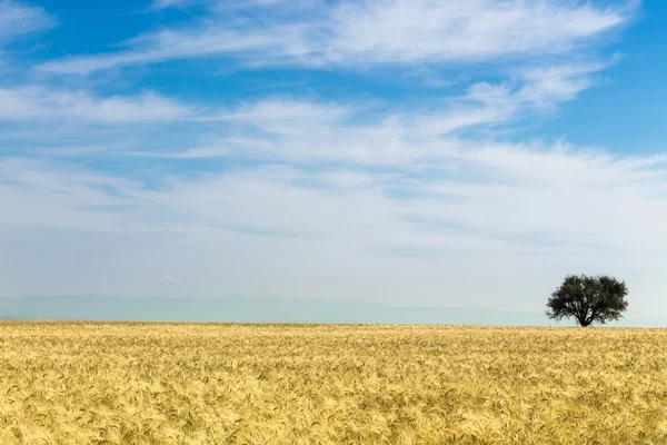 Wheat field and tree — Stock Photo, Image