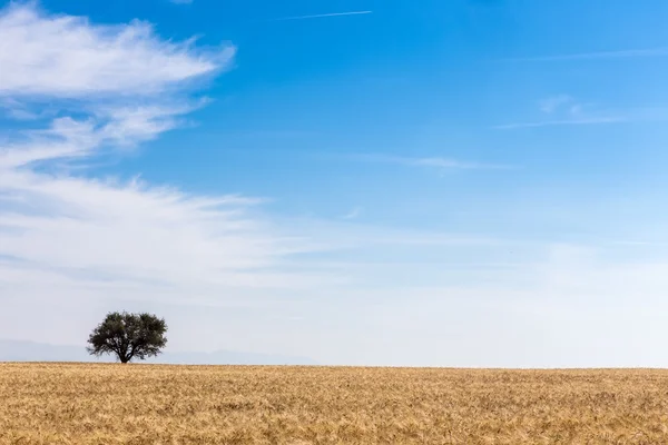 Campo de trigo y árbol — Foto de Stock