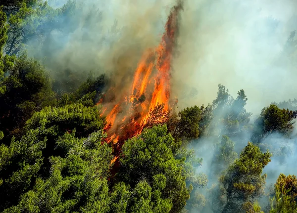 Viotia 중앙 그리스에 있는 숲 지역에서 화재 — 스톡 사진