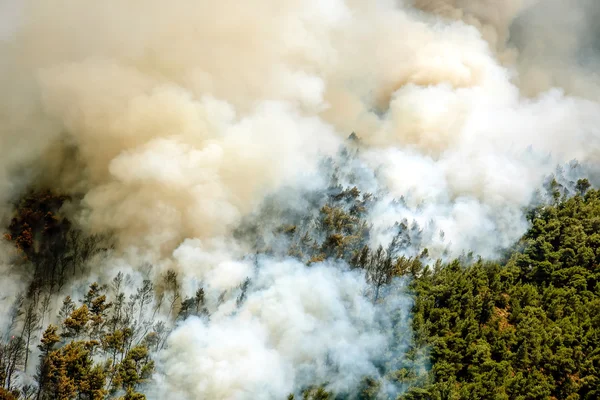 Viotia Merkezi Yunanistan'da orman bölgelerinde ateş — Stok fotoğraf