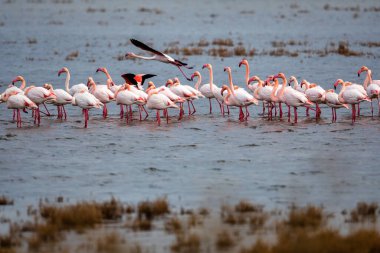 Flamingo Yunanistan 'ın Kalochori gölünün suyunda duruyor. Küçük flamingo. Bilimsel adı: Phoenicoparrus minor.
