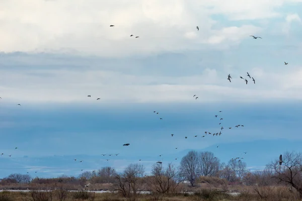 Divers Oiseaux Qui Volent Vers Zone Humide Kalochori Grèce — Photo