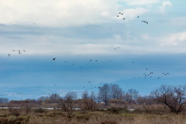 Divers Oiseaux Qui Volent Vers Zone Humide Kalochori Grèce — Photo