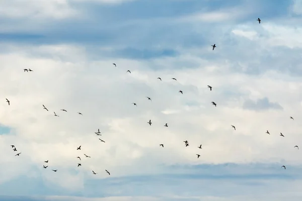 Verschiedene Vögel Die Das Feuchtgebiet Kalochori Griechenland Fliegen — Stockfoto