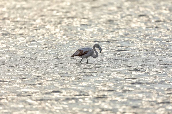 Flamingo Yunanistan Kalochori Gölünün Suyunda Duruyor Küçük Flamingo Bilimsel Adı — Stok fotoğraf