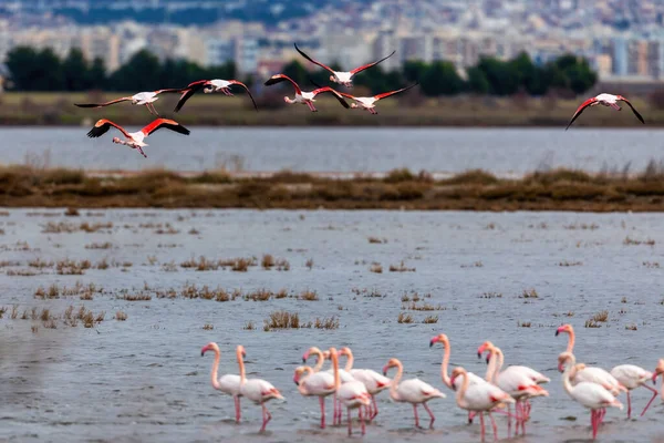 Flamingo in flight. Flying flamingo over the water of lagoon Kalochori, Greece. Lesser flamingo. Scientific name: Phoenicoparrus minor.