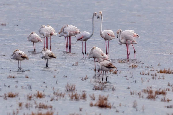 Flamingo Stojící Vodě Laguny Kalochori Řecko Menší Plameňák Vědecký Název — Stock fotografie