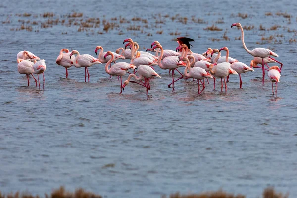 フラミンゴはギリシャのKalochori湖の水の中に立っている フラミンゴが少ない Phoenix Coparus Minor — ストック写真