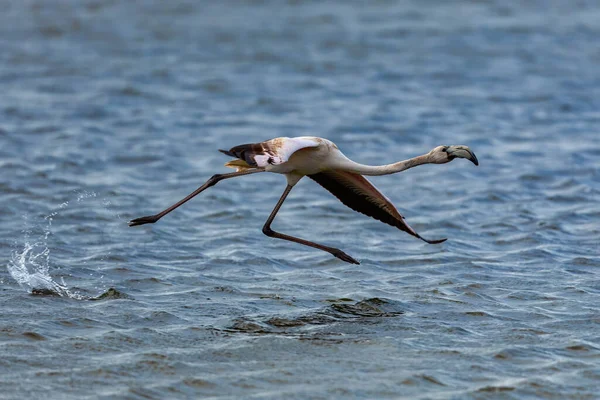 Flamingo Uçuyor Yunanistan Daki Kalochori Gölünün Üzerinde Uçan Flamingo Küçük — Stok fotoğraf