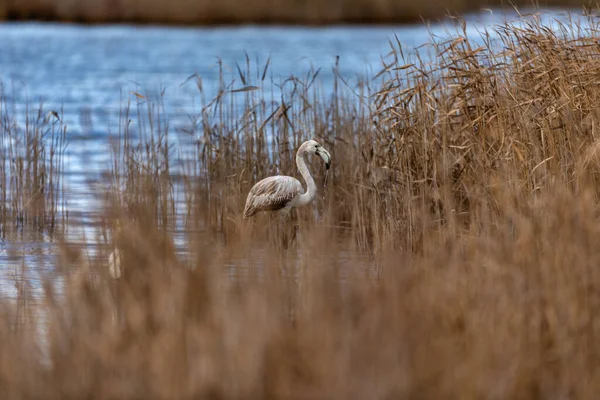 Flamingo Standing Water Lagoon Kalochori Greece Lesser Flamingo Scientific Name — Zdjęcie stockowe