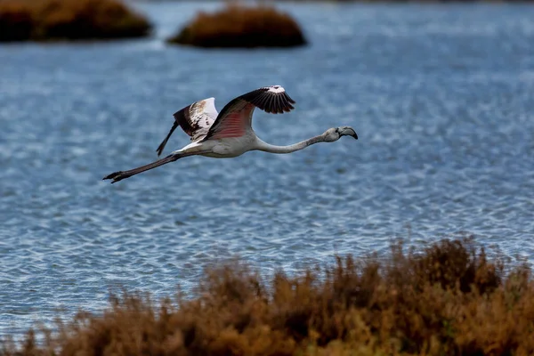 Flamingo Vuelo Flamenco Volador Sobre Agua Laguna Kalochori Grecia Flamingo — Foto de Stock