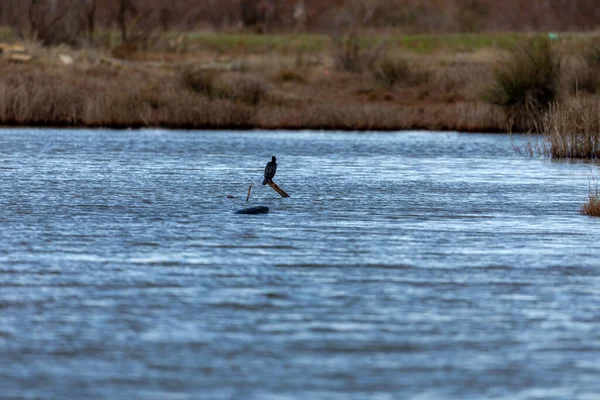 Kormoran Phalacrocorax Carbo Lagunie Kalochori Północnej Grecji — Zdjęcie stockowe