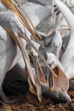 Pelikanlar Yunanistan 'ın kuzeyindeki Kerkini Gölü' nde balık avlıyorlar. (Pelecanus crispus)