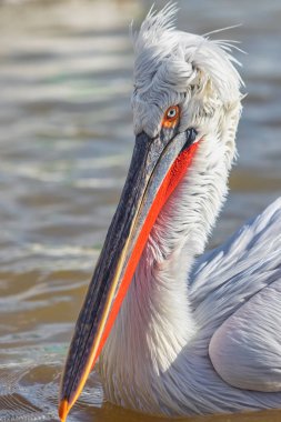 Yunanistan 'ın kuzeyindeki Kerkini Gölü' nde Dalmaçyalı pelikan (Pelecanus crispus)