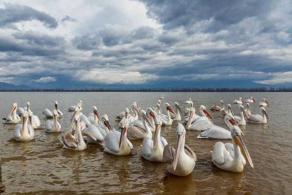 Pelicans Pelecanus Crispus Kerkini Lake Northern Greece — Stock Photo, Image