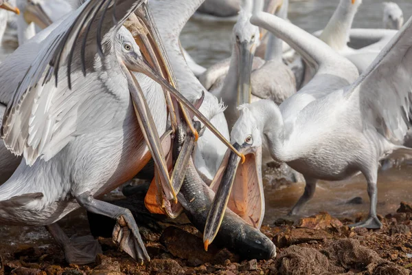 Pelícanos Capturando Peces Lago Kerkini Norte Grecia Pelecanus Crispus — Foto de Stock