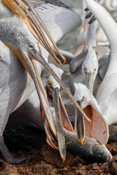 Pelicans Catching Fish Kerkini Lake Northern Greece Pelecanus Crispus — Stock Photo, Image