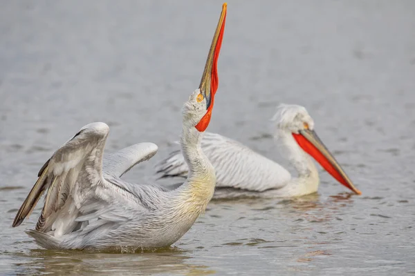 Pélican Pelecanus Crispus Dans Lac Kerkini Dans Nord Grèce — Photo