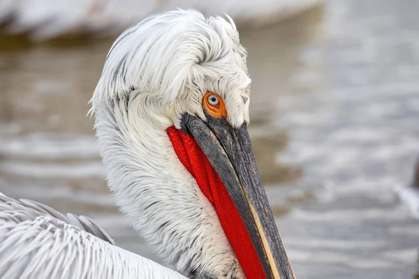 Pelícano Pelecanus Crispus Lago Kerkini Norte Grecia —  Fotos de Stock