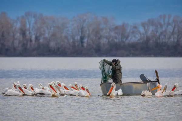 Pélican Dalmatie Pelecanus Crispus Dans Lac Kerkini Dans Nord Grèce — Photo