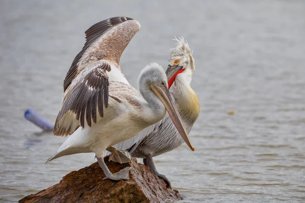 Pelicans Pelecanus Crispus Kerkini Lake Northern Greece — Fotografia de Stock