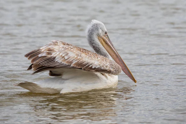 Pelícano Pelecanus Crispus Lago Kerkini Norte Grecia — Foto de Stock