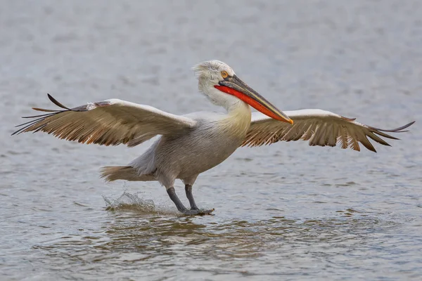 Pelican Pelecanus Crispus Kerkini Lake Northern Greece — Fotografia de Stock